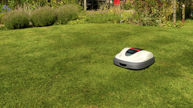 Ein Miimo auf dem Rasen in einem Garten